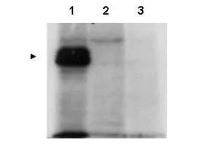 Western blot using GeneTex's affinity purified anti-MLF1IP antibody shows detection of MLF1IP (arrowhead) in HeLa cells transfected with ZZ-tagged MLF1IP.