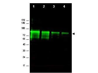 WB analysis of recombinant mouse Mre11 protein using GTX48735 Mre11 antibody. Lane 1 : 0.5 microg Lane 2 : 0.3 microg Lane 3 : 0.1 microg Lane 4 : 0.05 microg Dilution : 1:1000