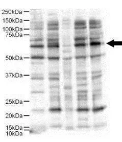 Western blot using Affinity Purified anti-Ajuba antibody shows detection of a 57-kDa band consistent with the expected MW for Ajuba (arrowhead). Lanes correspond to 1) HeLa nuclear extract, and 2) HeLa, 3) A431, 4) Jurkat and 5) 293 whole cell lysates. Immunoprecipitation of Ajuba followed by western blotting may result in cleaner background staining. Approximately 5 microg of each preparation was run on a SDS-PAGE and transferred onto nitrocellulose followed by reaction with a 1:500 dilution of anti-Ajuba antibody. Detection occurred using a 1:5,000 dilution of HRP-labeled Donkey anti-Rabbit IgG for 1 hour at room temperature. A chemiluminescence system was used for signal detection (Roche) using a 60-sec exposure time. Western blot using Affinity Purified anti-Ajuba antibody shows detection of a 57-kDa band consistent with the expected MW for Ajuba (arrowhead). Lanes correspond to 1) HeLa nuclear extract, and 2) HeLa, 3) A431, 4) Jurkat and 5) 293 whole cell lysates. Immunoprecipitation of Ajuba followed by western blotting may result in cleaner background staining. Approximately 5 microg of each preparation was run on a SDS-PAGE and transferred onto nitrocellulose followed by reaction with a 1:500 dilution of anti-Ajuba antibody. Detection occurred using a 1:5,000 dilution of HRP-labeled Donkey anti-Rabbit IgG for 1 hour at room temperature. A chemiluminescence system was used for signal detection (Roche) using a 60-sec exposure time.