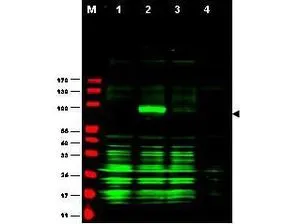 Western blot using Affinity Purified anti-Ajuba antibody shows detection of Ajuba-RFP fusion protein in cell lysates (arrow-head). Lanes correspond to 1) vector only trans-fection, 2) human Ajuba-RFP, 3) mouse Ajuba-RFP, and 4) mock transfection. Approximately 50 microg of each lysate was loaded per lane for SDS-PAGE followed by transfer onto nitrocellulose and reaction with a 1:1,700 dilution of anti-Ajuba antibody.