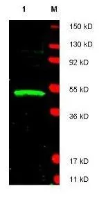 Western blot using GeneTex's affinity purified anti-LDB1 antibody shows detection of LDB1 protein (arrowhead) in Jurkat whole cell lysate. Approximately 30 ug of lysate was loaded prior to separation and transfer to nitrocellulose.