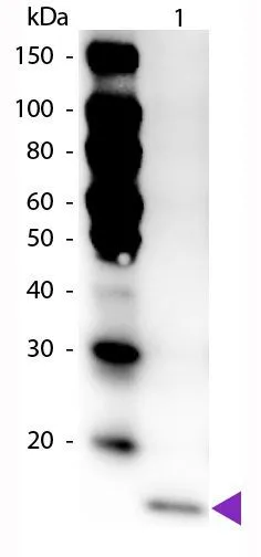 Western Blot of Rabbit anti-IL-17F antibody.(HRP) Load: 50 ng Mouse IL-17F per lane.Predicted/Observed size: 16 kDa,16 kDa for Mouse IL-17F. Other band(s): None.