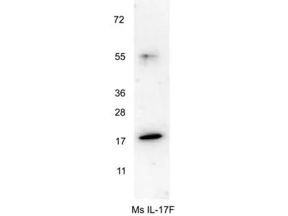 WB analysis of recombinant mouse IL17F protein using GTX48759 IL17F antibody. Loading : 0.25 microg Dilution : 1:1000