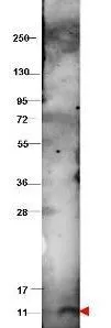Western blot using GeneTexs protein-A purified anti-bovine CXCL10 antibody shows detection of recombinant bovine CXCL10 at 9.3 kDa (arrowhead) raised in yeast. The protein was purified and resolved by SDS-PAGE, then transferred to PVDF membrane. Membrane was blocked with 3% BSA, and probed with 1 microg/mL primary antibody overnight at 4oC. After washing, membrane was probed with IRDye800 Conjugated Goat Anti-Rabbit IgG for 45 min at room temperature. Western blot using GeneTexs protein-A purified anti-bovine CXCL10 antibody shows detection of recombinant bovine CXCL10 at 9.3 kDa (arrowhead) raised in yeast. The protein was purified and resolved by SDS-PAGE, then transferred to PVDF membrane. Membrane was blocked with 3% BSA, and probed with 1 microg/mL primary antibody overnight at 4oC. After washing, membrane was probed with IRDye800 Conjugated Goat Anti-Rabbit IgG for 45 min at room temperature.