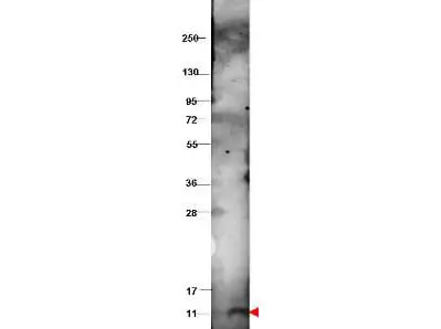WB analysis of recombinant bovine CXCL10 protein using GTX48762 CXCL10 / IP10 antibody. Dilution : 1 microg/mL
