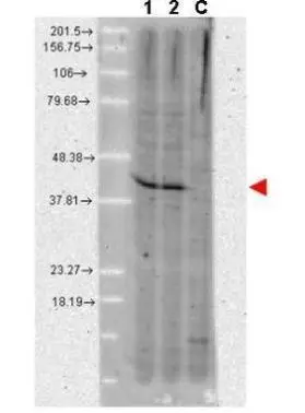 Western blot using GeneTexs anti-AHA1 monoclonal antibody shows detection of a band ~42 kDa in size corresponding to AHA1 in A431 whole cell lysate (lane 1) and MCF-7 whole cell lysate (lane 2). A control lane is shown where primary ahntibody was omitted from the incubation (lane C). Molecular weight markers are shown at the left. For best results, block the membrane overnight with 3% BSA in TBS followed by reaction with primary antibody diluted 1:1,000 and use HRP conjugated anti-Rabbit IgG secondary antibody diluted 1:20,000 in blocking buffer) for detection. Western blot using GeneTexs anti-AHA1 monoclonal antibody shows detection of a band ~42 kDa in size corresponding to AHA1 in A431 whole cell lysate (lane 1) and MCF-7 whole cell lysate (lane 2). A control lane is shown where primary ahntibody was omitted from the incubation (lane C). Molecular weight markers are shown at the left. For best results, block the membrane overnight with 3% BSA in TBS followed by reaction with primary antibody diluted 1:1,000 and use HRP conjugated anti-Rabbit IgG secondary antibody diluted 1:20,000 in blocking buffer) for detection.