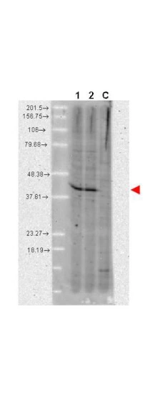 WB analysis of various samples using GTX48775 AHA-1 antibody [25F2.D9]. Lane 1 : A431 whole cell lysate Lane 2 : MCF-7 whole cell lysate Lane C : Without primary antibody Dilution : 1:1000