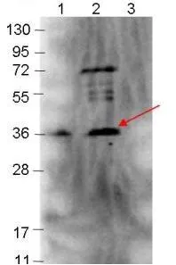 Western blot showing detection of 0.1 ug of recombinant p39 protein.