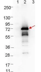 Western blot showing detection of 0.1 microg of recombinant OspA protein. Lane 1: Molecular weight markers. Lane 2: MBP-OspA fusion protein (arrow; expected MW: 70.5 kDa). Lane 3: MBP alone. Protein was run on a 4-20% gel, then transferred to 0.45 microm nitrocellulose. After blocking with 1% BSA-TTBS overnight at 4oC, primary antibody was used at 1:1000 at room temperature for 30 min. HRP-conjugated Goat-Anti-Rabbit secondary antibody was used at 1:40,000 in blocking buffer and imaged on the VersaDoc MP 4000 imaging system (Bio-Rad). Western blot showing detection of 0.1 microg of recombinant OspA protein. Lane 1: Molecular weight markers. Lane 2: MBP-OspA fusion protein (arrow; expected MW: 70.5 kDa). Lane 3: MBP alone. Protein was run on a 4-20% gel, then transferred to 0.45 microm nitrocellulose. After blocking with 1% BSA-TTBS overnight at 4oC, primary antibody was used at 1:1000 at room temperature for 30 min. HRP-conjugated Goat-Anti-Rabbit secondary antibody was used at 1:40,000 in blocking buffer and imaged on the VersaDoc MP 4000 imaging system (Bio-Rad).