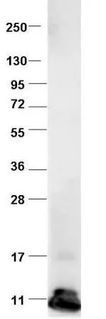 Western blot using GeneTex's protein-A purified anti-bovine CCL2 antibody shows detection of recombinant bovine CCL2 at 8.8kDa raised in yeast. Protein was purified and resolved by SDS-PAGE,then transferred to PVDF membrane.