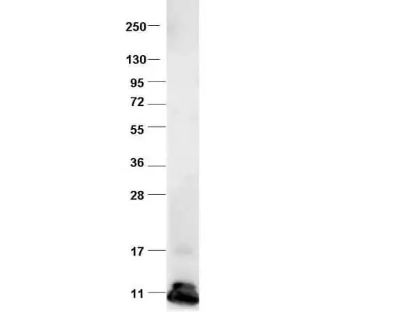WB analysis of recombinant bovine CCL2 protein using GTX48813 MCP1 / CCL2 antibody.