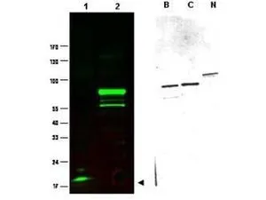 Western blot using GeneTexs Protein A purified anti-SPANX-C antibody shows detection of a band at ~17 kDa corresponding to SPANX-C present in a nuclear extract from VWM105 cells (left panel, arrowhead). VWM105 cells are derived from a human melanoma and are positive for SPANX proteins. Lane 2 shows reactivity with a purified recombinant SPANX-C fusion protein. The right panel shows similar reactivity with purified recombinant SPANX-B, SPANX-C and SPANX-N proteins. Proteins were separated by SDS-PAGE, transferred to nitrocellulose, and probed with the primary antibody diluted to 1:1,000. IRDye?800 conjugated goat anti-Rabbit IgG [H&L] was used (left). IRDye is a trademark of LI-COR, Inc. Size estimation was made by comparison to prestained MW markers as indicated.