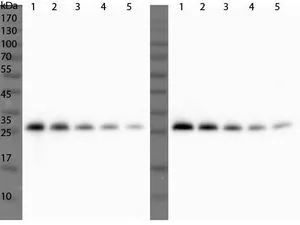 Western Blot of Rabbit Anti-ULP1 Antibody. (in duplicate) Lane 1: 50ng ULP1CD. Lane 2: 25ng ULP1CD. Lane 3: 12.5ng ULP1CD. Lane 4: 6.25ng ULP1CD. Lane 5: 3.13ng ULP1CD. Primary Antibody: Anti-ULP1 at 1:1,000 dilution O/N at 4oC. Secondary Antibody: Goat Anti-Rabbit HRP 1:5,000 RT for 30 min.
