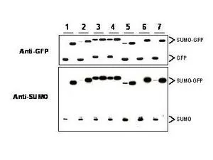 Western blot of SUMO-GFP fusion proteins cleaved by insect cell protein extracts.