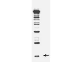 Anti-Rub1 antibody, generated by immunization with full-length, recombinant yeast Rub1, was tested by western blot against a yeast cell lysate. A dilution of the antibody between 1:200 and 1:1,000 will show strong reactivity specifically with free Rub1 protein (indicated by arrow) and Rub1 conjugates. In this blot, the antibody was used at a 1:500 dilution and was incubated overnight at 4o C in 5% non-fat dry milk in TBST. Detection occurred using a 1:2000 dilution of HRP-labeled Donkey anti-Rabbit IgG Anti-Rub1 antibody, generated by immunization with full-length, recombinant yeast Rub1, was tested by western blot against a yeast cell lysate. A dilution of the antibody between 1:200 and 1:1,000 will show strong reactivity specifically with free Rub1 protein (indicated by arrow) and Rub1 conjugates. In this blot, the antibody was used at a 1:500 dilution and was incubated overnight at 4o C in 5% non-fat dry milk in TBST. Detection occurred using a 1:2000 dilution of HRP-labeled Donkey anti-Rabbit IgG