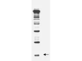 WB analysis of recombinant yeast Rub1 protein using GTX48823 Rub1 antibody. Dilution : 1:500