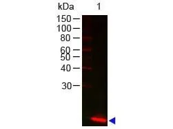 Western Blot of Rabbit anti-Lysozyme antibody (GTX48846). Lane 1: Lysozyme. Load: 100 ng per lane.