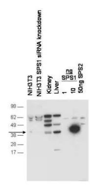 Western blot using GeneTex's anti-SPS1 antibody shows detection of endogenous SPS1 in NIH3T3 cell.