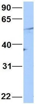 WB analysis of human placenta tissue using GTX49063 HINFP antibody at 1microg/ml.