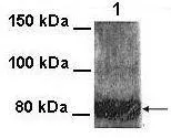 WB analysis of CHO cells using GTX49069 Kv7.4 antibody at 1:1000.