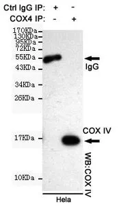 IP analysis of HeLa lysates using control IgG and COX4 antibody. The precipitates were detected by the same COX4 antibody.