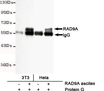 IP analysis of 3T3 and HeLa lysates using control IgG and RAD9A antibody. The precipitates were detected by the same RAD9A antibody.