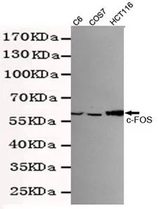 WB analysis of untreated and TSA-treated HeLa cell lysates using c-Fos antibody at a dilution of 1:500.