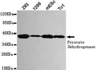 WB analysis of 293, 1299, mESC and Tc1 lysates using Pyruvate Dehydrogenase antibody at a dilution of 1:1,000.