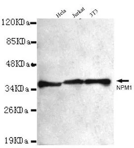 WB analysis of HeLa, Jurkat and 3T3 lysates using NPM1 antibody at a dilution of 1:1,000.