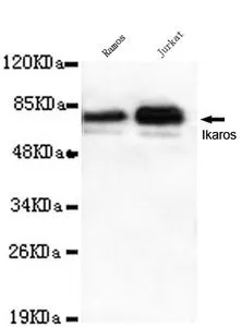 WB analysis of Ramos and Jurkat lysates using Ikaros antibody at a dilution of 1:1,000.