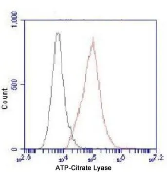 FACS analysis of HeLa cells using ATP-Citrate Lyase antibody at a dilution of 1:100 (red) or an isotype control (black). FACS analysis of HeLa cells using ATP-Citrate Lyase antibody at a dilution of 1:100 (red) or an isotype control (black).