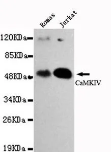 WB analysis of Romas and Jurkat lysates using CAMK4 antibody at a dilutuion of 1:1,000. WB analysis of Romas and Jurkat lysates using CAMK4 antibody at a dilutuion of 1:1,000.