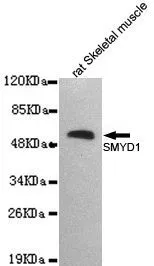 WB analysis of rat skeletal muscle lysate using SMYD1 antibody at a dilution of 1:2,000. WB analysis of rat skeletal muscle lysate using SMYD1 antibody at a dilution of 1:2,000.