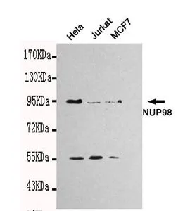 WB analysis of HeLa, Jurkat and MCF7 lysates using NUP98 antibody at a dilution of 1:1,000.