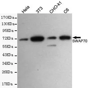 WB analysis of HeLa, 3T3, CHO-K1 and C6 lysates using SWAP70 antibody at a dilution of 1:500.