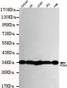 WB analysis of indicated lysates using PCNA antibody at a dilution of 1:1,000.