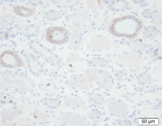 Immunohistochemical staining of a formalin-fixed,paraffin-embedded kidney tissue with GTX49367.?Courtesy of Per Svenningsen,PhD.
