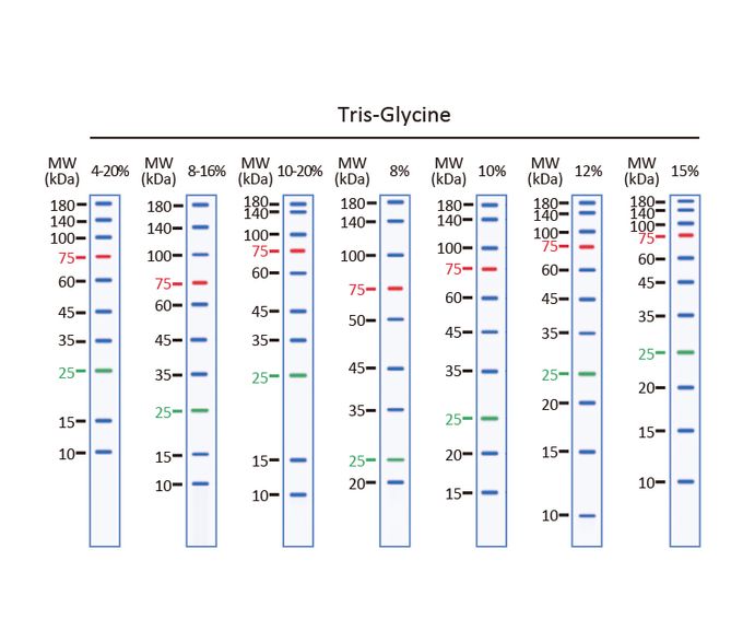 Migration pattern of GTX49384 Trident Prestained Protein Ladder (Standard Range) in Bis-Tris- gel.