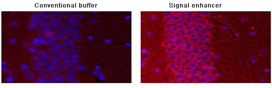 Stathmin antibody diluted in Signal+ stains with an intensity 2-5x higher than antibody diluted in blocking buffer