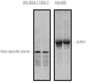 Detection enhancement of Rac1 with treatment of Signal + in Western blot. Treatment with GTX49999 resulted in clear signal,whereas dilution with conventional PBS-T resulted in no signal.