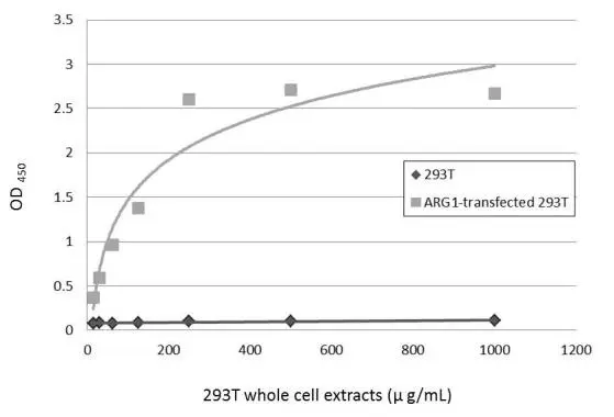 Sandwich ELISA detection of non-transfected and transfected 293T whole cell extracts using GTX109242 as capture antibody at concentration of 5 microg/mL and GTX634218 as detection antibody at concentration of 1 microg/mL. Mouse IgG antibody (HRP) (GTX213111-01) was diluted at 1:10000 and used to detect the primary antibody.