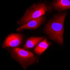 Immunofluorescence of human A549 cells stained with Hoechst 33342 (Blue) and monoclonal anti-human FUS2 antibody (1:500) with Texas Red (red).
