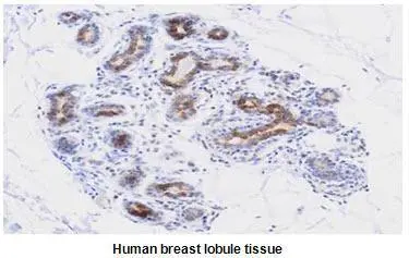 Paraffin embedded sections of human breast lobule tissue were incubated with anti-human PDCD12 (1:50) for 2 hours at room temperature. Antigen retrieval was performed in 0.1M sodium citrate buffer and detected using Diaminobenzidine (DAB)