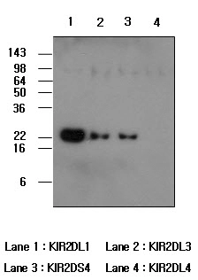 Recombinant human protein kIR2DL1,kIR2DL3,kIR2DS4 and kIR2DL4 (each 50ng per well) were resolved by SDS-PAGE,transferred to PVDF membrane and probed with anti-human kIR2DL1 (1:500). Proteins were visualized using a goat anti-mouse secondary antibody co