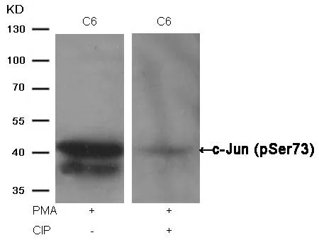 WB analysis of extracts from C6 cells treated with PMA or calf intestinal phosphatase (CIP) using GTX50091 c-Jun (phospho Ser73) antibody.