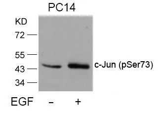 WB analysis of extracts from PC14 cells untreated or treated with EGF using GTX50091 c-Jun (phospho Ser73) antibody.