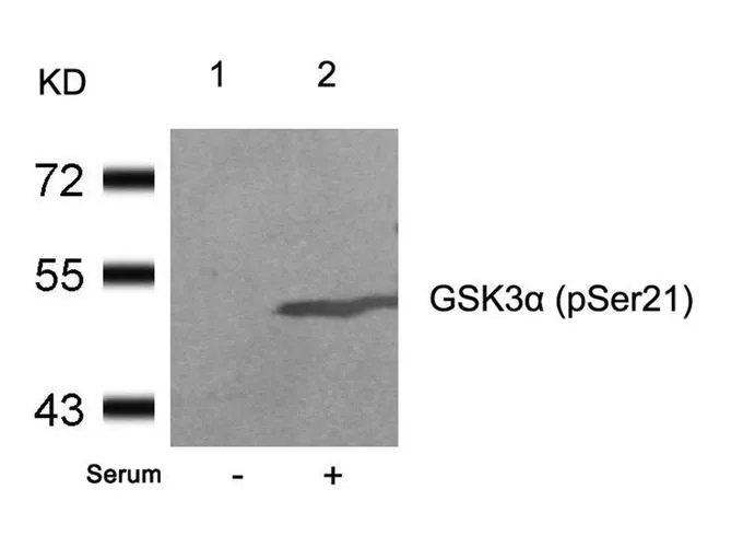 WB analysis of extracts from 293 cells untreated (lane 1) or treated with serum (lane 2) using GTX50095 GSK3 alpha (phospho Ser21) antibody.