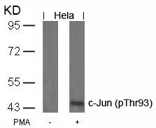 WB analysis of extracts from HeLa cells untreated or treated with PMA using GTX50101 c-Jun (phospho Thr93) antibody.