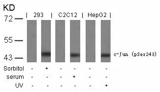 WB analysis of extracts from sorbitol-treated 293, serum-treated C2C12, and UV-treated HepG2 cells using GTX50104 c-Jun (phospho Ser243) antibody.