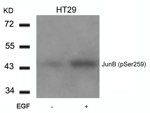 WB analysis of extracts from HT-29 cells untreated or treated with EGF using GTX50106 JunB (phospho Ser259) antibody.